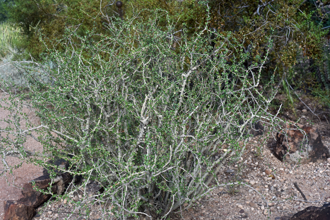 Physicnut or Limberbush are native to Arizona and Mexico and may grow up to 6 feet or more. Plants bloom from July to August and prefer elevations from 1,000 to 2,000 feet in elevation. Plants prefer dry mesas, rocky limestone mesas, sandy areas, slopes and bajadas. Jatropha cuneata 